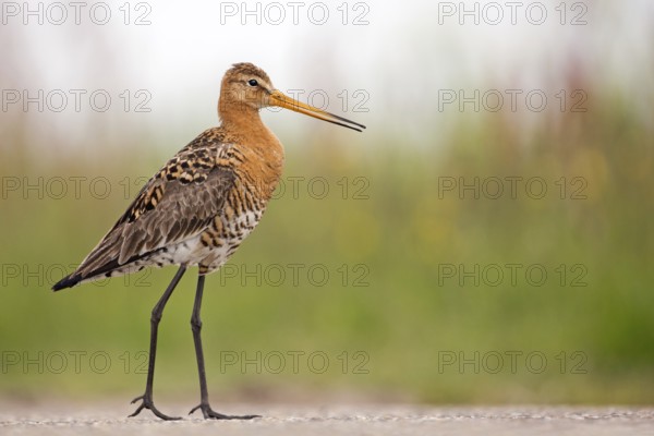 Black-tailed Godwit (Limosa limosa), Texel, Netherlands