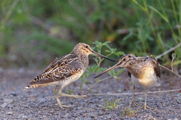 Common Snipe (Gallinago gallinago) pair, Iceland