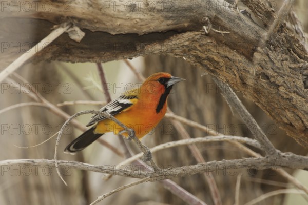 Streak-backed Oriole (Icterus pustulatus) male, California, USA