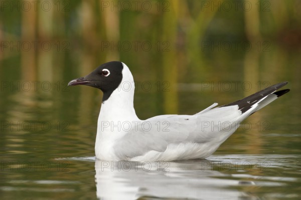 Andean Gull (Larus serranus) in a lake in Bolivia, South America