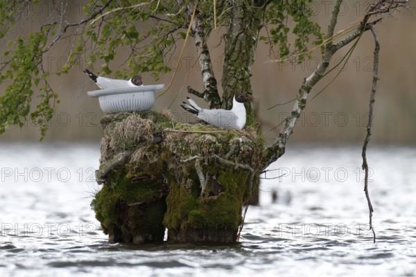 Black-headed Gull (Chroicocephalus ridibundus), Mecklenburg-Western Pomerania, Germany