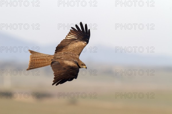 Black Kite (Milvus migrans) flying, Castile-La Mancha, Spain