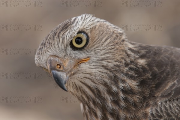 Pale Chanting Goshawk (Melierax canorus) juvenile, Northern Cape, South Africa