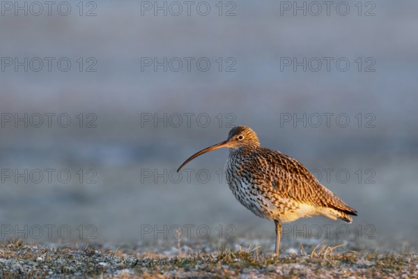 Eurasian Curlew (Numenius arquata), Gallocanta Lake, Spain