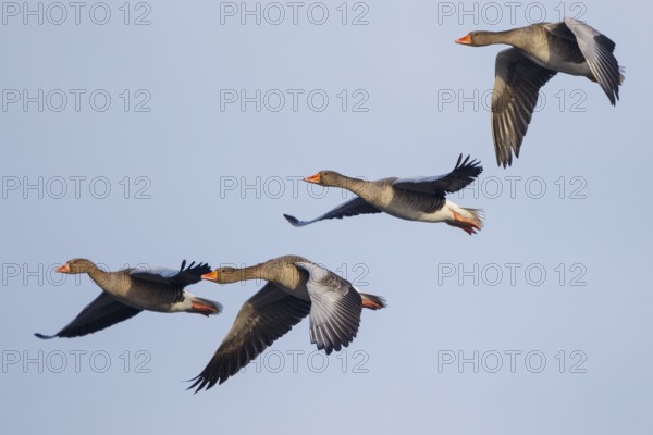 Greylag Goose (Anser anser) flying, Netherlands