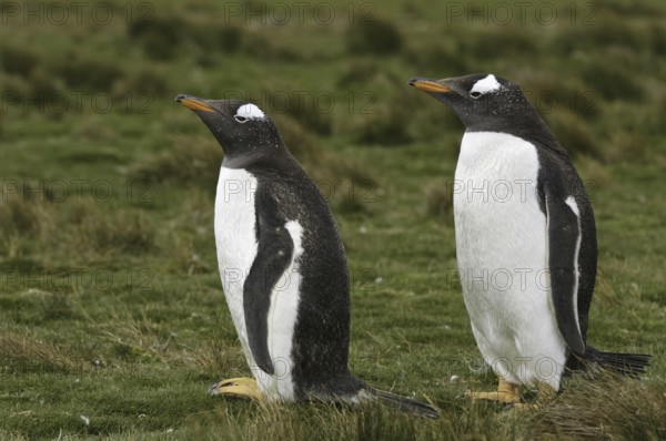 Gentoo Penguin (Pygoscelis papua), Falkland Islands