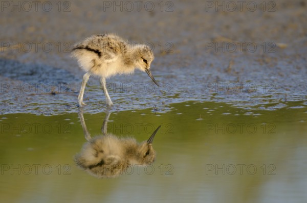 Saebelschnaebler (Recurvirostra avosetta), Avocet, Jungvogel bei der Nahrungssuche, mit Spiegelung, Juni, Insel Texel, Nordsee, Nordholland, Niederlande
