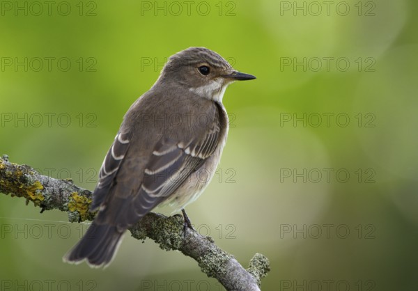 Spotted Flycatcher (Muscicapa striata), Schleswig-Holstein, Germany