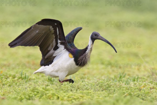 Straw-necked Ibis (Threskiornis spinicollis), Victoria, Australia