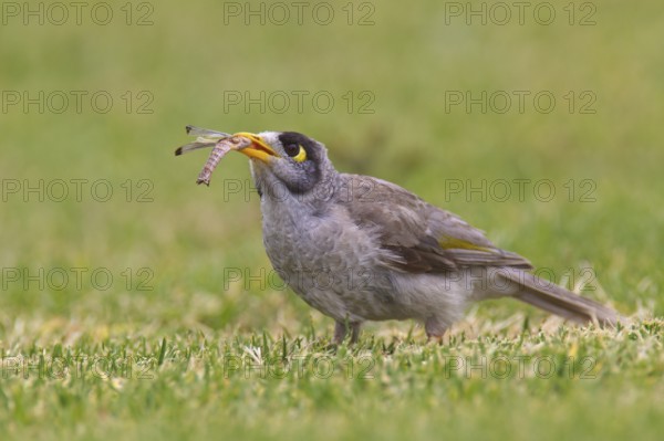 Noisy Miner (Manorina melanocephala), South Australia, Australia