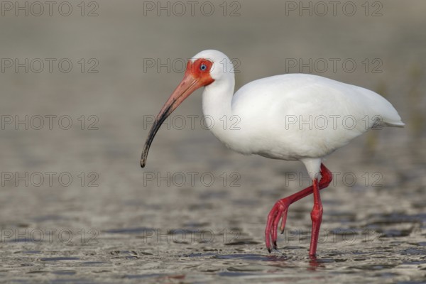 American White Ibis (Eudocimus albus), Florida, USA