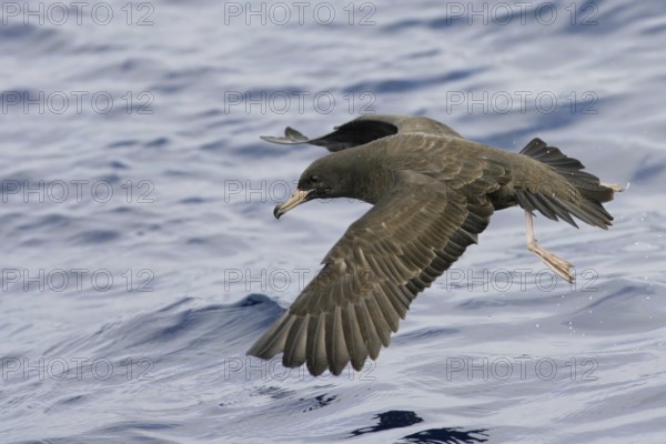 Flesh-footed Shearwater (Ardenna carneipes) flying, South Australia, Australia