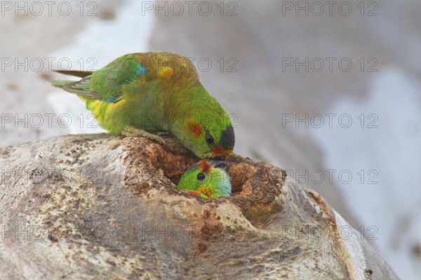 Purple-crowned Lorikeet (Parvipsitta porphyrocephala), Victoria, Australia