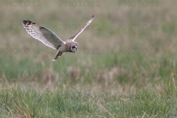 Short-eared Owl (Asio flammeus) flying, Lake Neusiedl, Austria