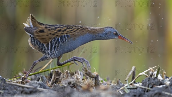 Water Rail (Rallus aquaticus) foraging, Saxony-Anhalt, Germany