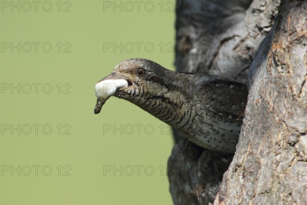Eurasian Wryneck (Jynx torquilla), Baden-Wuerttemberg, Germany