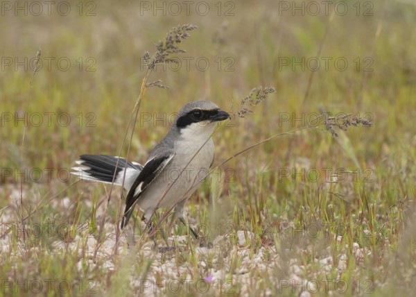 Loggerhead Shrike (Lanius ludovicianus), Utah, USA