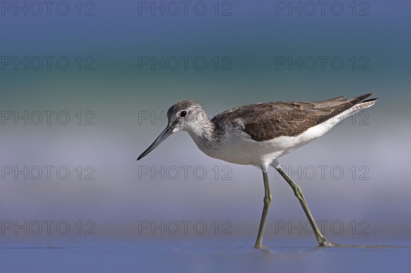 Common Greenshank (Tringa nebularia), Oman