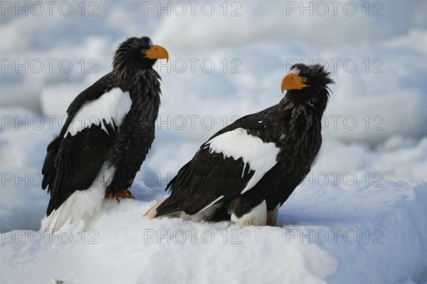 Steller's Sea Eagle (Haliaeetus pelagicus), Hokkaido, Japan