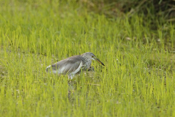 Chinese Pond Heron (Ardeola bacchus), Phetchaburi, Thailand