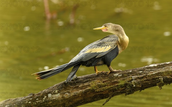 Weiblicher Amerikanische Schlangenhalsvogel (Anhinga anhinga)