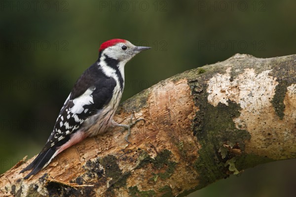 Middle Spotted Woodpecker (Dendrocoptes medius) male, Schleswig-Holstein, Germany