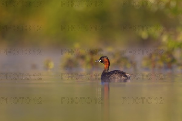 Little Grebe (Tachybaptus ruficollis), North Rhine-Westphalia, Germany