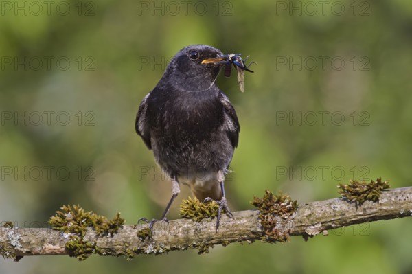 Black Redstart (Phoenicurus ochruros) male with insect prey in beak to feed chicks, Bavaria, Germany