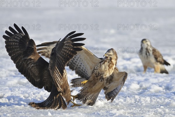 Common Buzzard (Buteo buteo), North Rhine-Westphalia, Germany