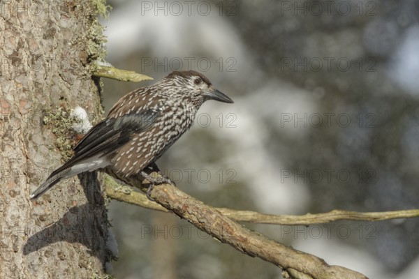 Spotted Nutcracker (Nucifraga caryocatactes), St. Gallen, Switzerland