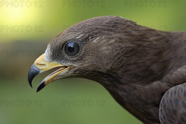 Wespenbussard; lat. Pernis apivorus; rufend; Kopfportrait im Jugendkleid; Seitenansicht