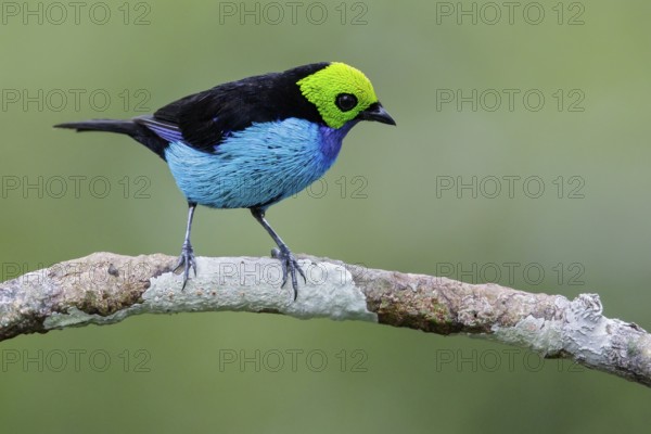 Paradise Tanager (Tangara chilensis) perched on a branch in Ecuador