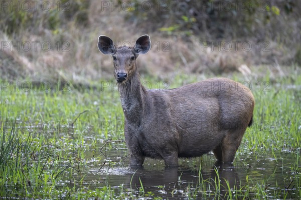 Barasingha (Rucervus duvaucelii), feeding, standing in water, Bandhavgarh National Park, Mairee, Manpur, Madhya Pradesh, India