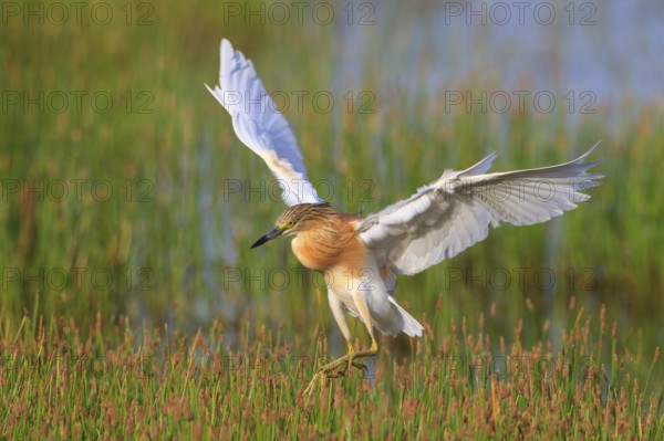 Squacco Heron (Ardeola ralloides) flying, Greece