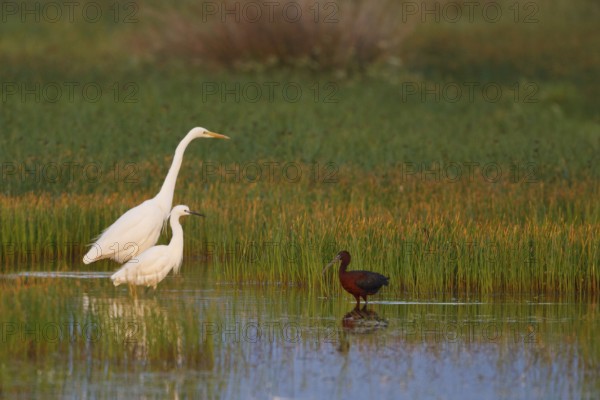 Great Egret & Little Egret & Glossy Ibis (Ardea alba & Egretta garzetta & Plegadis falcinellus) foraging, Greece