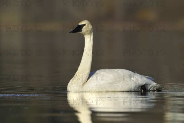 Trumpeter Swan (Cygnus buccinator), British Columbia, Canada