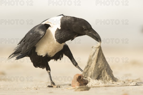 Pied Crow (Corvus albus), Gambia