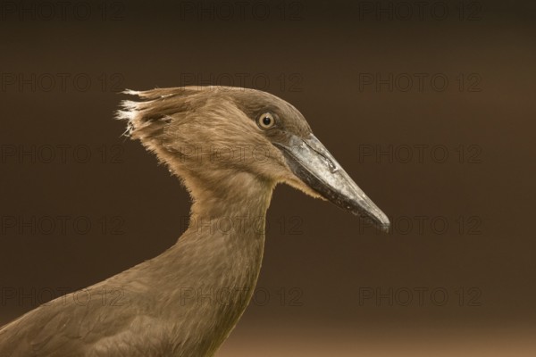 Hamerkop (Scopus umbretta), Gambia