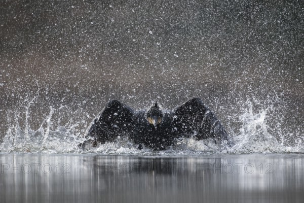Great Cormorant (Phalacrocorax carbo) bathing, Baden-Wuerttemberg, Germany