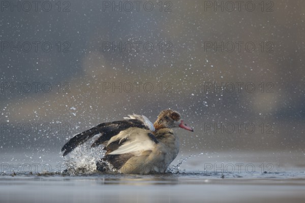 Egyptian Goose (Alopochen aegyptiaca) bathing, North Rhine-Westphalia, Germany