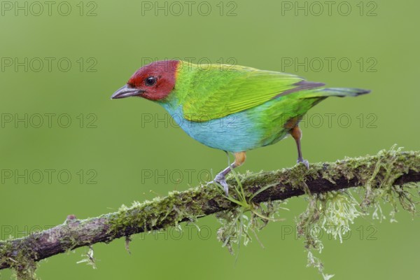 Bay-headed Tanager (Tangara gyrola) male, Alajuela, Costa Rica