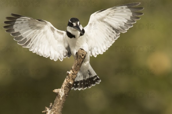 Pied Kingfisher (Ceryle rudis) female, Gambia