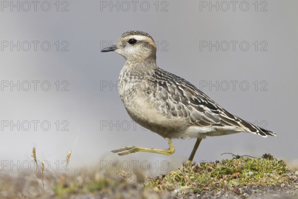 Eurasian Dotterel (Charadrius morinellus) juvenile, Grisons, Switzerland