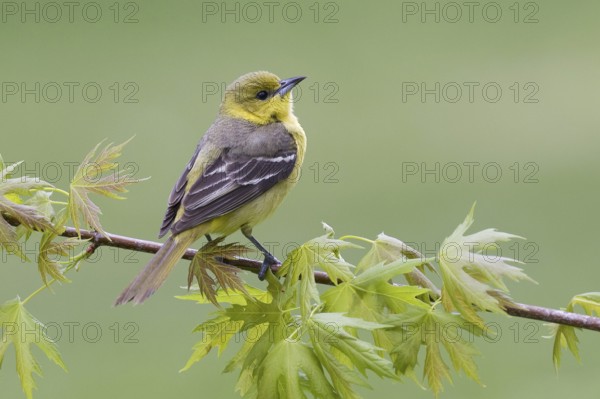 Orchard Oriole (Icterus spurius) female, Ohio, USA