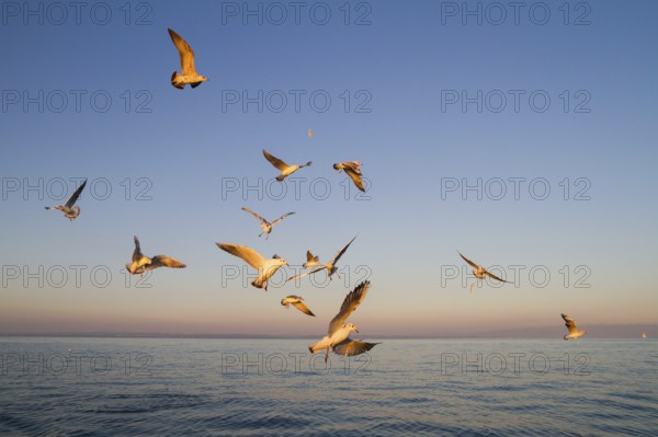 Black-headed Gull (Chroicocephalus ridibundus), Bavaria, Germany