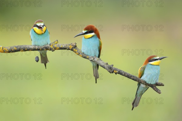 European Bee-eater (Merops apiaster) regurgitating pellet, Andalusia, Spain