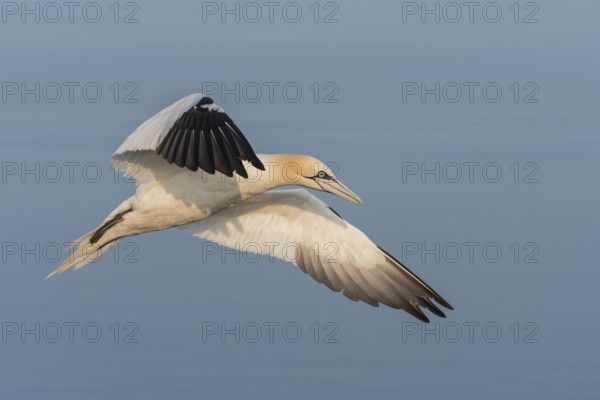 Northern Gannet (Morus bassanus) flying, Schleswig-Holstein, Germany