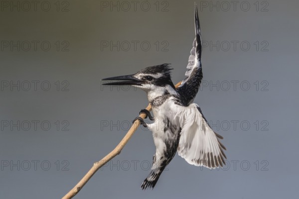 Pied Kingfisher (Ceryle rudis) female landing on a twig, Gambia
