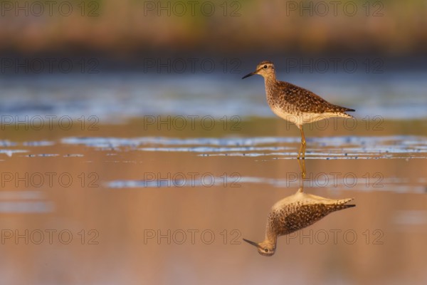 Wood Sandpiper (Tringa glareola) foraging, Poland