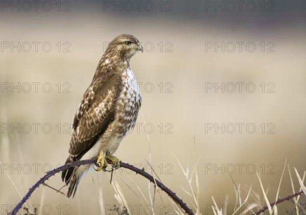 Red-tailed Hawk (Buteo jamaicensis), Washington, USA